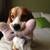 beaglemom4me